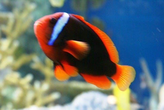 New England Aquarium