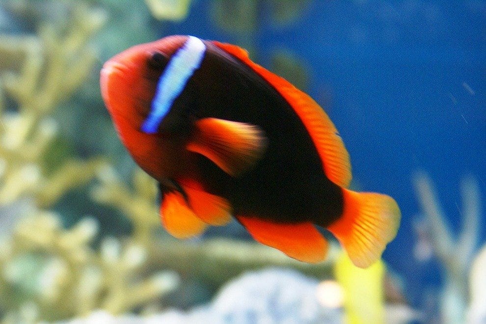 New England Aquarium Boston Attractions Review 10Best Experts and