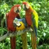 Jungle Island