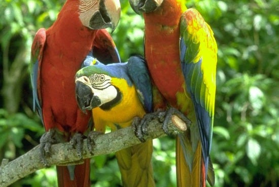 Jungle Island
