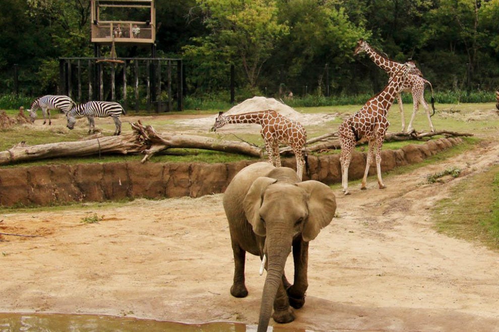 Dallas Zoo Dallas Attractions Review 10Best Experts and Tourist Reviews