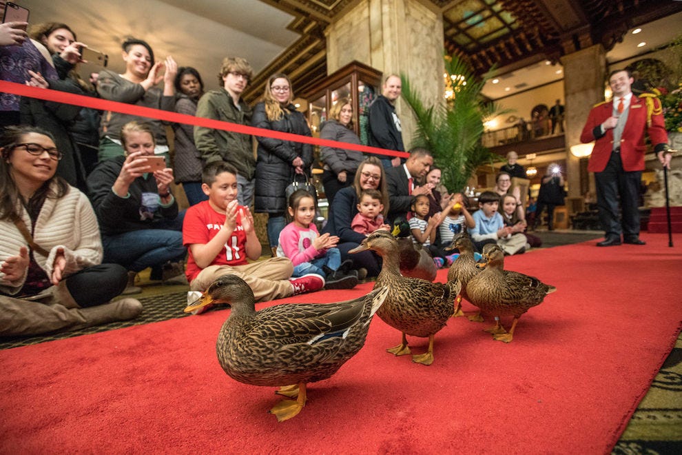 Make a new furry friend at these innovative hotels Trip Planning