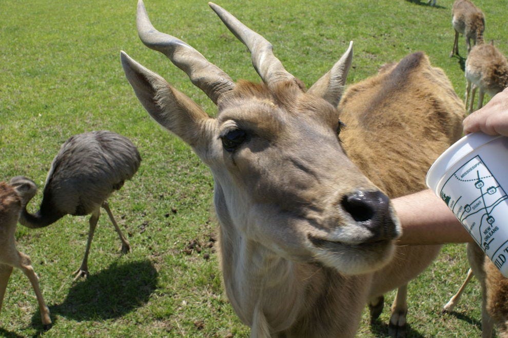 Vote - Global Wildlife Center - Best WIldlife Park Nominee: 2018 10Best