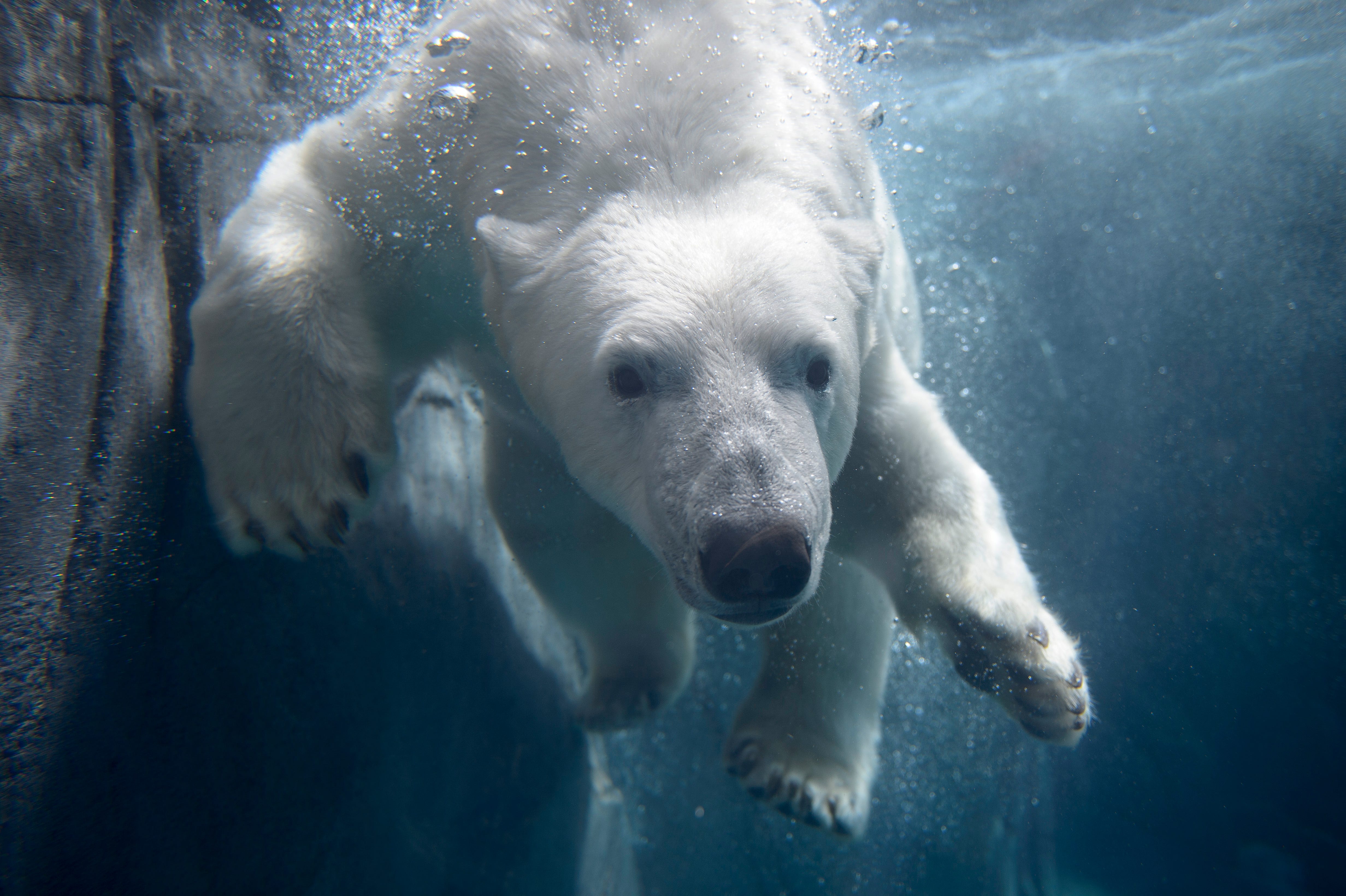 Saint Louis Zoo