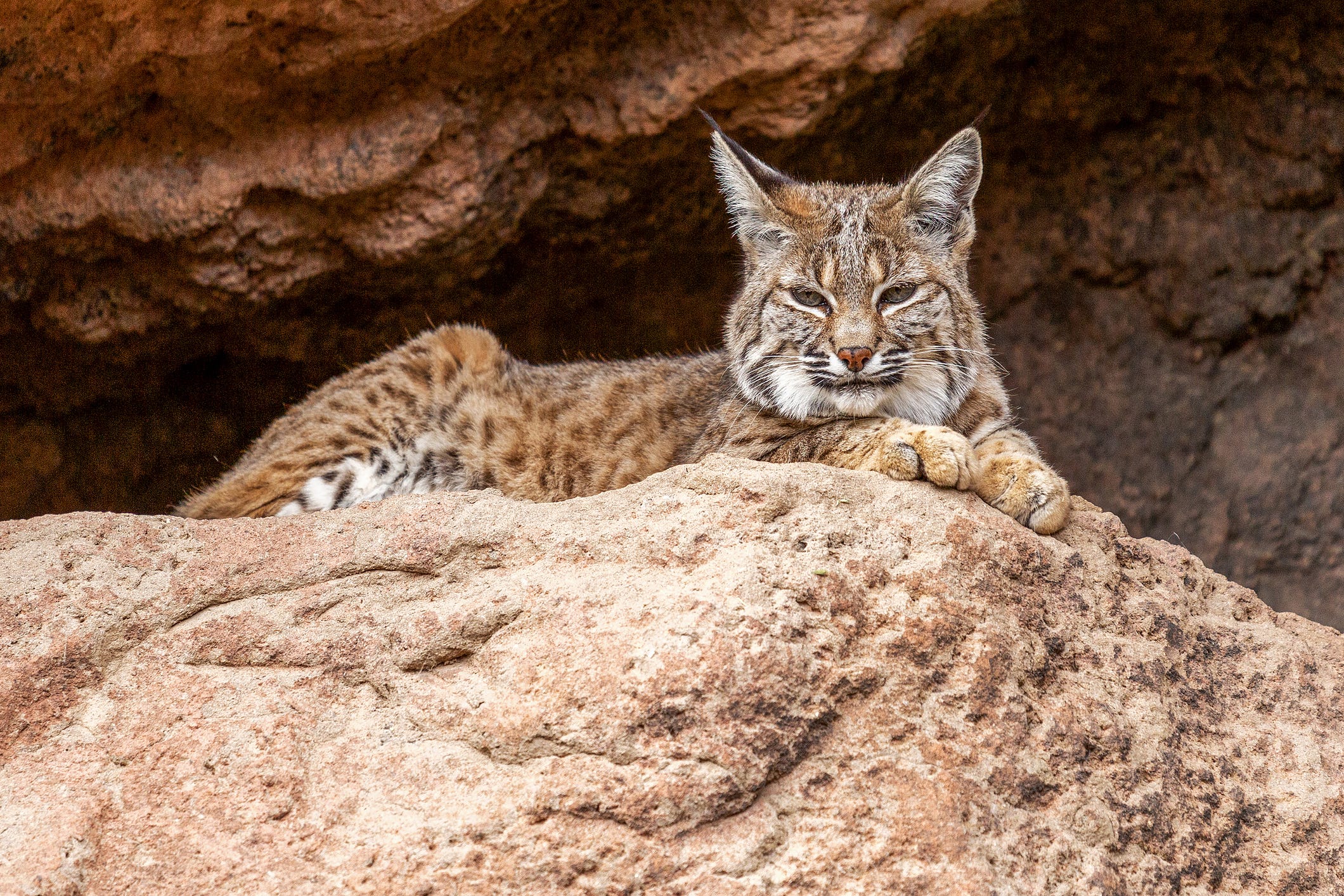 Arizona-Sonora Desert Museum