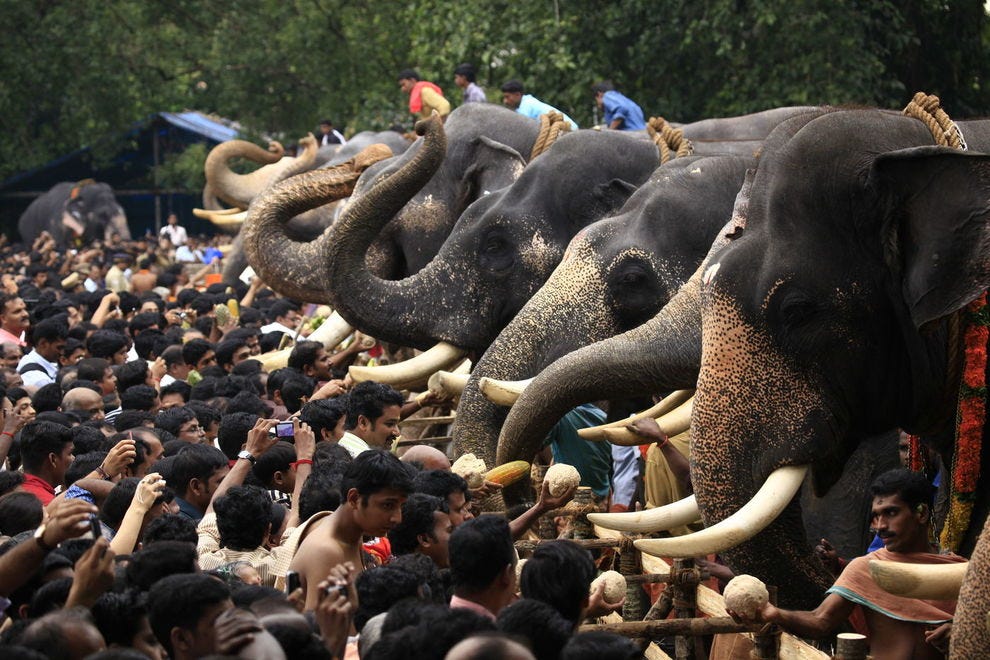 Aanayoottu at Vadakumnathan Temple