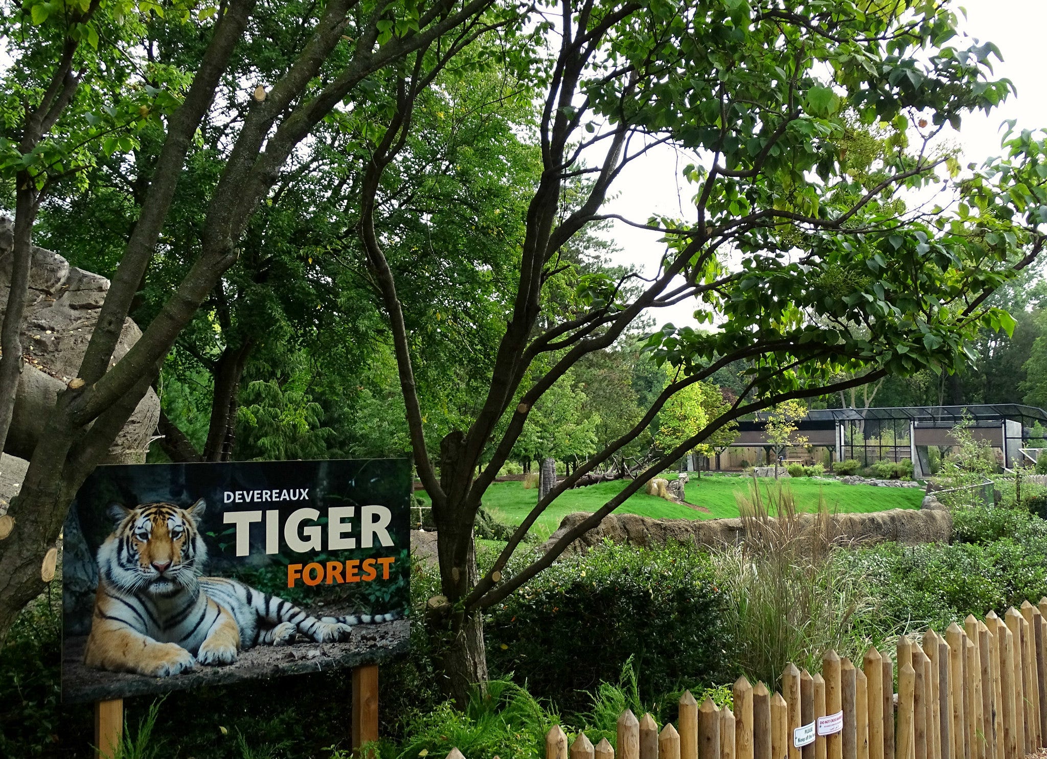 Devereaux Tiger Forest