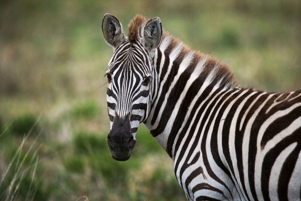 African Safari Wildlife Park