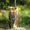 Wild things at the Bronx Zoo