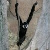 Primate exhibit at the family friendly Brookfield Zoo in Chicago
