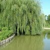 Chicago Botanic Garden offers an informative visit of flowers and trees.