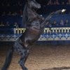 Arabian Nights black stallion performs during the show in Orlando