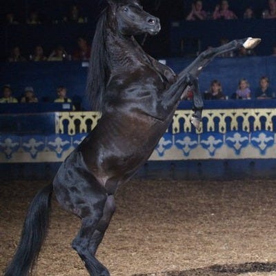 Arabian Nights black stallion performs during the show in Orlando