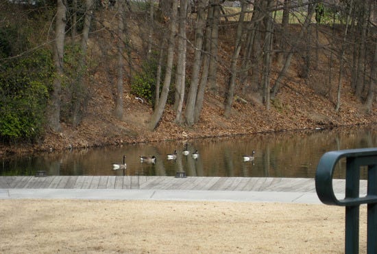 Ducks
