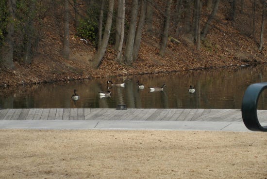 Ducks