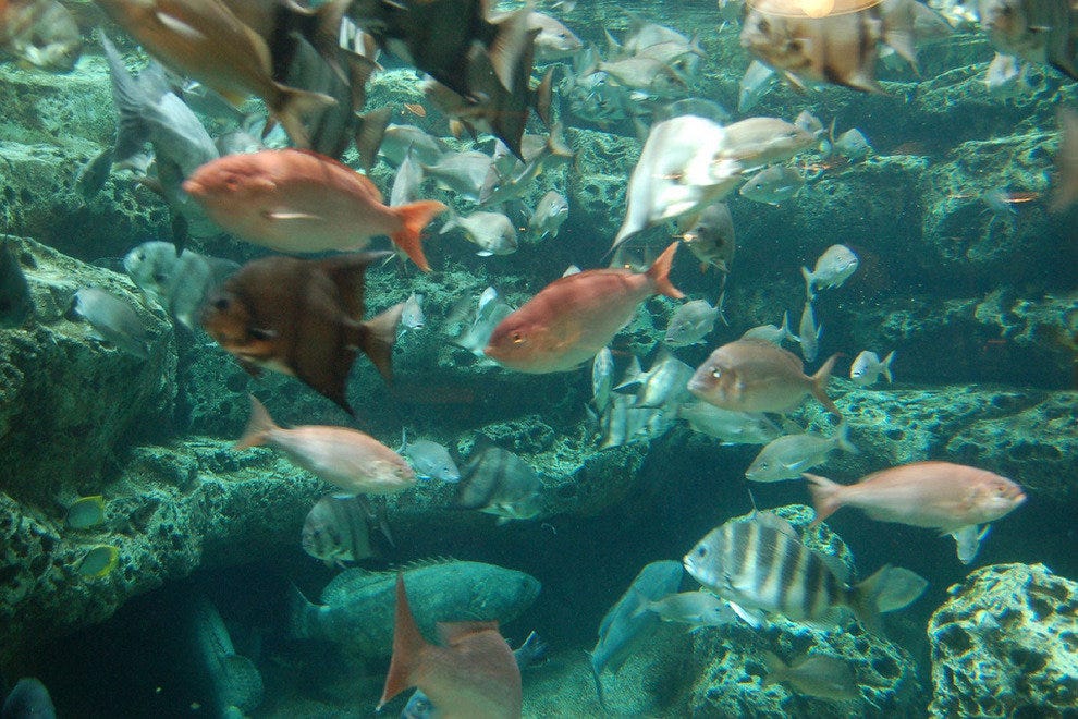 Aquarium Atlanta Attractions Review 10Best Experts and