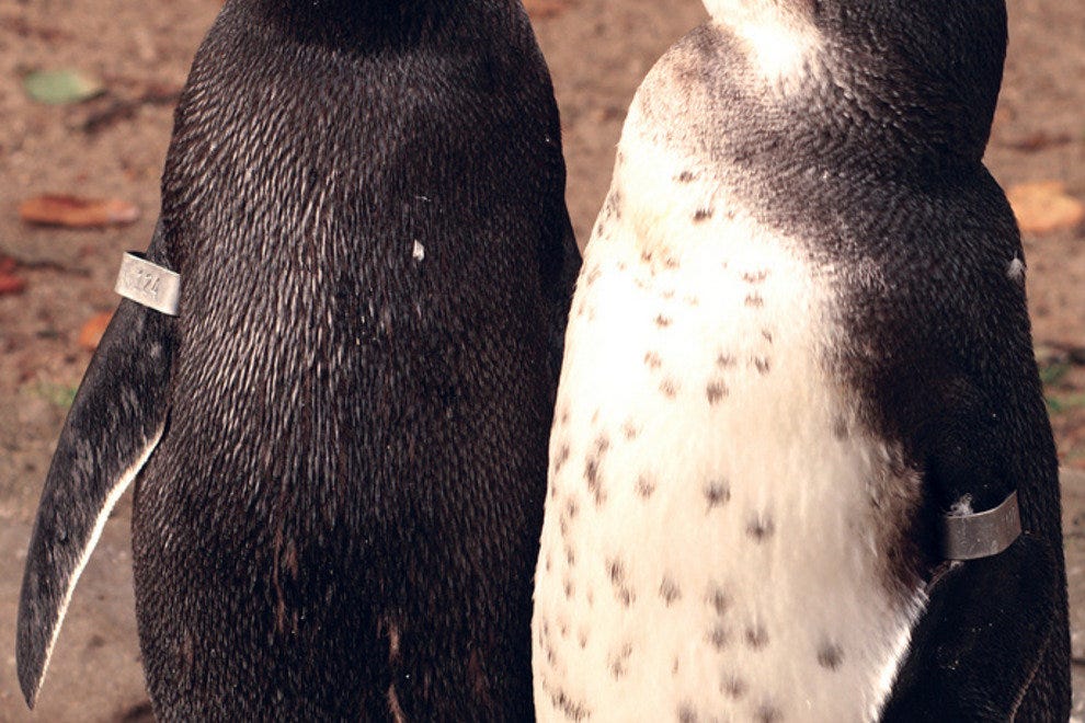 Artis Zoo: Amsterdam Attractions Review - 10Best Experts and Tourist ...