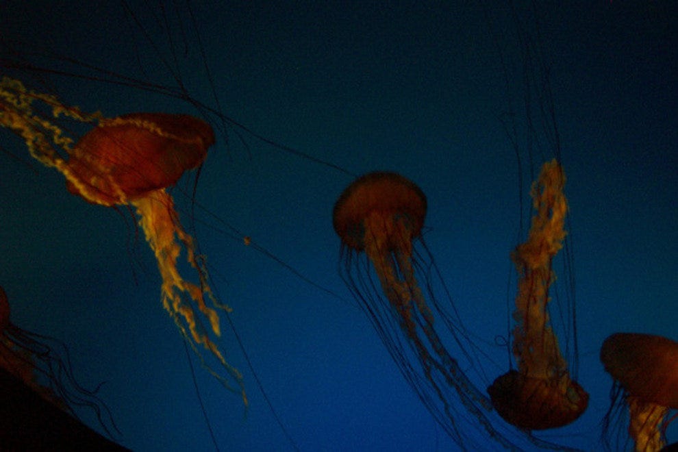 Aquarium of the Pacific Orange County Attractions Review 10Best