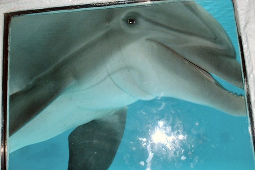 Destin Attractions and Activities Attraction Reviews by 10Best