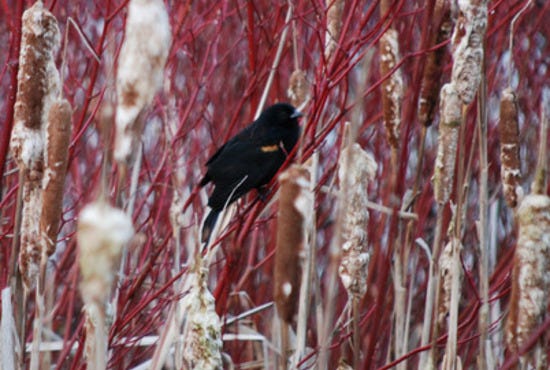 Red-winged Blackbird