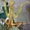 Giant praying mantis