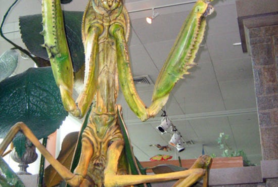 Giant praying mantis