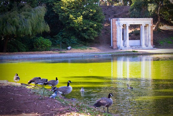 Goose, Portals
