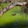One Duck Alone