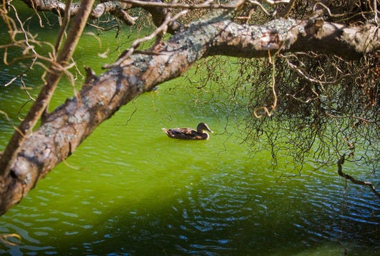 One Duck Alone