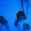 New England Aquarium