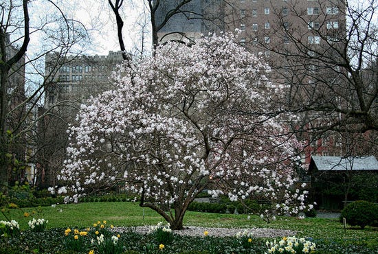 spring