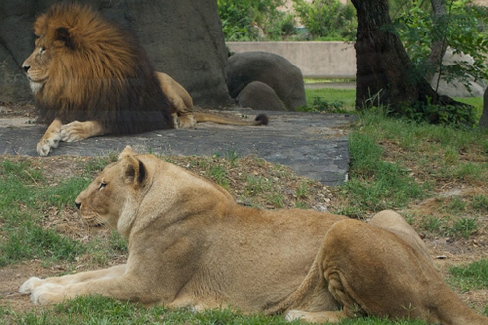 Houston Zoo Houston Attractions Review 10Best Experts and Tourist