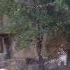 A Tiger Yawns