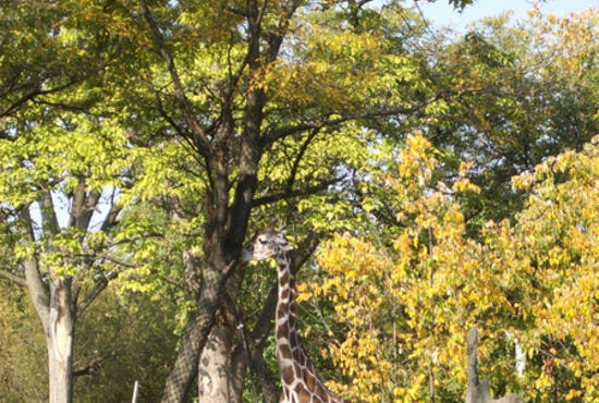 giraffe2.JPG
