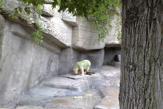 Look, a green polar bear!