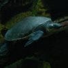 John G. Shedd Aquarium