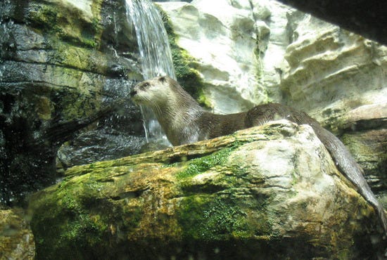 John G. Shedd Aquarium