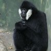white-cheeked crested gibbon