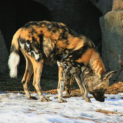 African Wild Dog