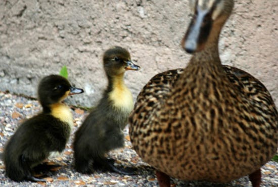 Duck family