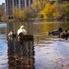 Ducks on North Pond