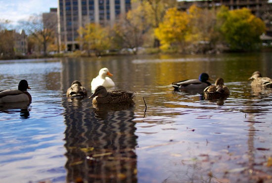 Ducks on North Pond