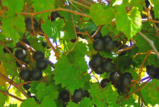 Lakeridge Winery &amp; Vineyards is one of the best shopping in Orlando, FL
