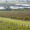 Lakeridge Winery &amp; Vineyards is one of the best shopping in Orlando, FL