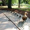 "Make Way for Ducklings" sculpture in Boston Public Garden