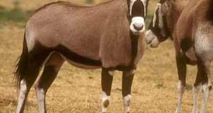 Attractions