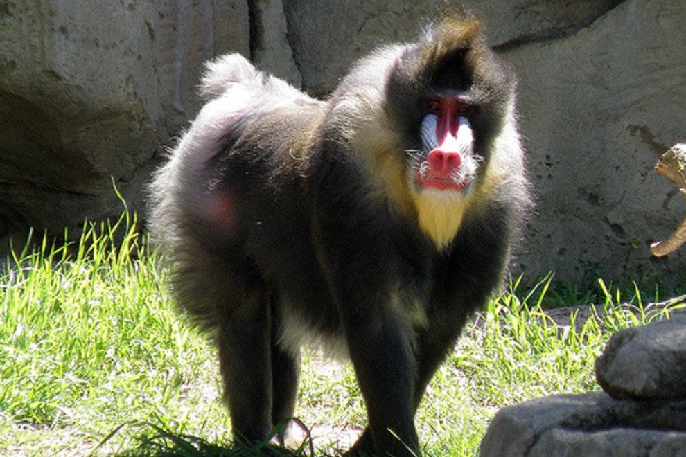 Dallas Zoo Dallas Attractions Review 10Best Experts and Tourist Reviews