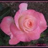 Harry P. Leu Gardens is one of the best things to do in Orlando, FL