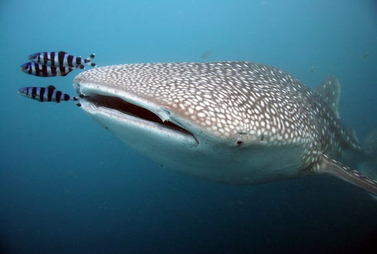 Whale Sharks at the Georgia Aquarium
