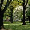 Under the Oaks at Piedmont Park. Photo courtesy of Atlanta CVB